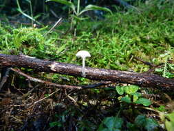 Image of Roridomyces austrororidus (Singer) Rexer 1994