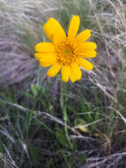 Image of foothill arnica