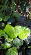 Image of English ivy