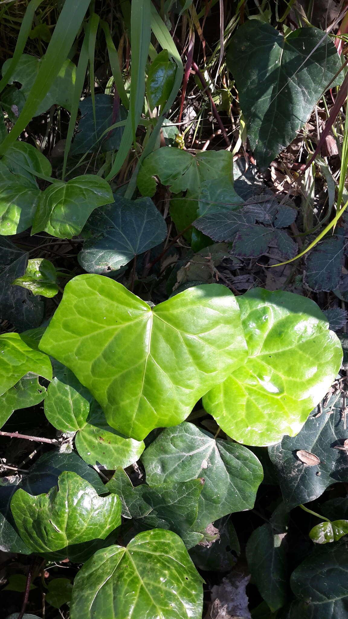 Image of English ivy