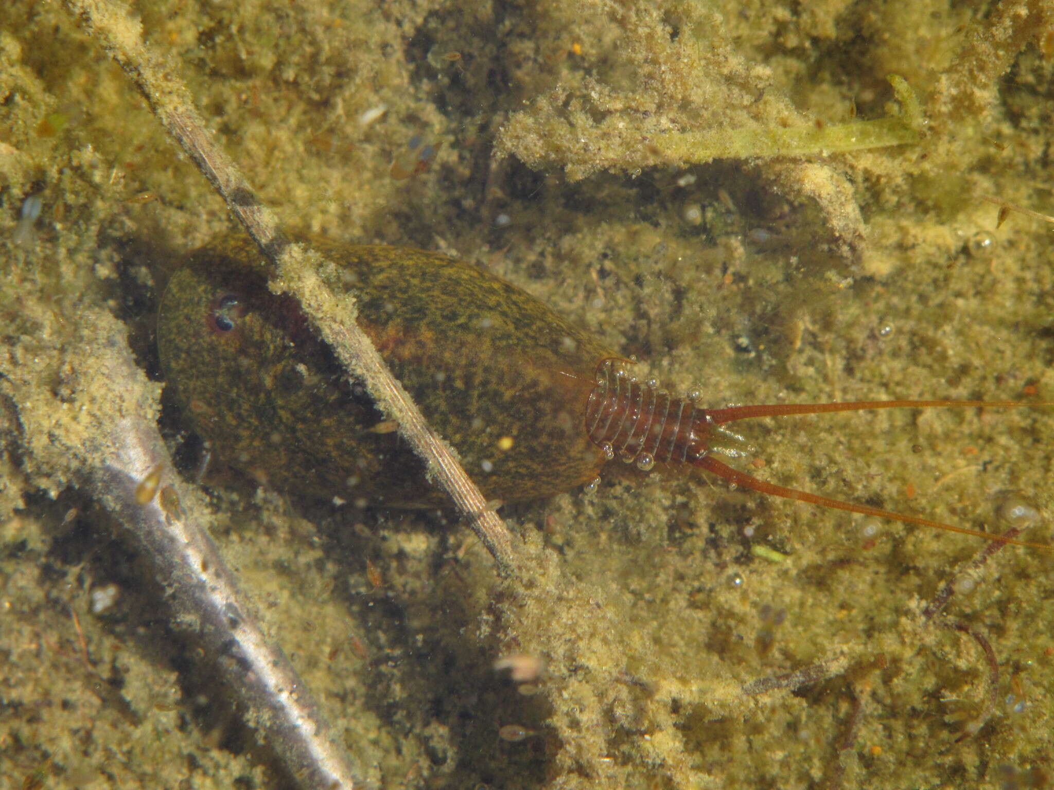 Sivun Lepidurus apus (Linnaeus 1758) kuva