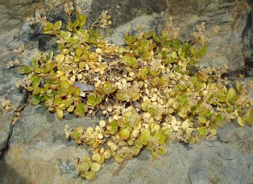 Image of Polycarpon tetraphyllum subsp. catalaunicum (O. Bolòs & Vigo) Iamonico & Domina