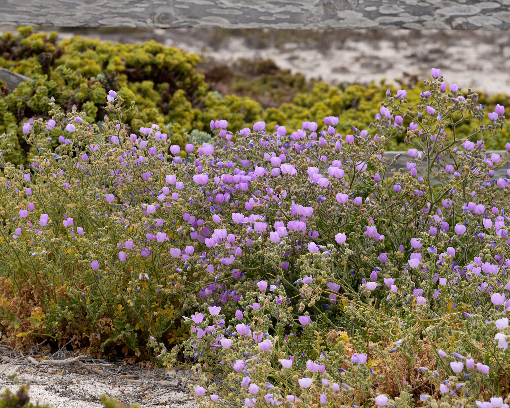 Imagem de Cristaria glaucophylla Cav.