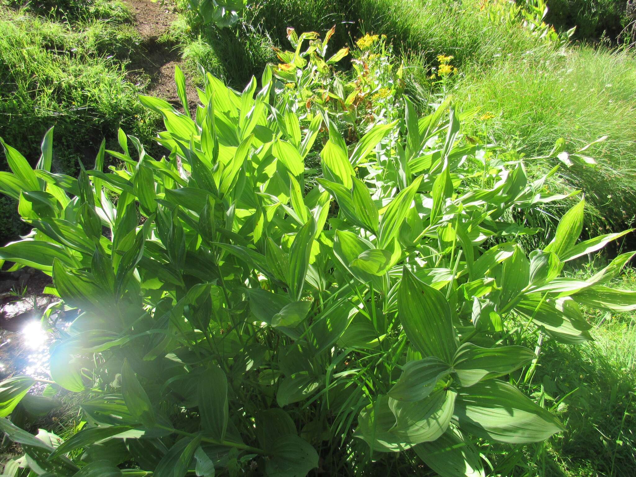 Image de Veratrum californicum var. californicum