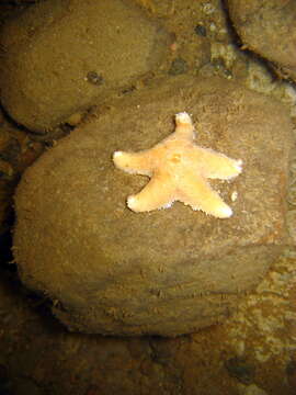 Image of Wrinkled slime star