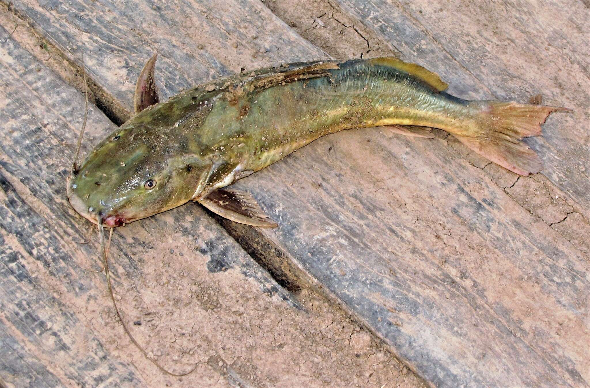 Image of Catfish