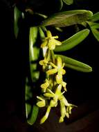 Image of Epidendrum cardiophorum Schltr.