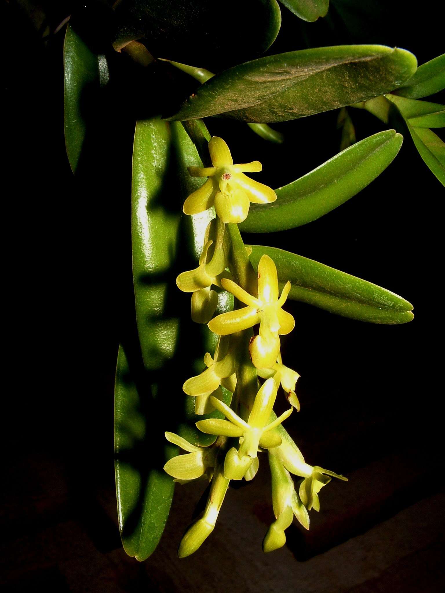 Image of Epidendrum cardiophorum Schltr.