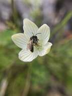 Image of Andrena parnassiae Cockerell 1902