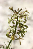 Image of Matthiola fragrans (Fisch.) Bunge