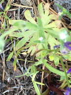 Image of twolobe larkspur