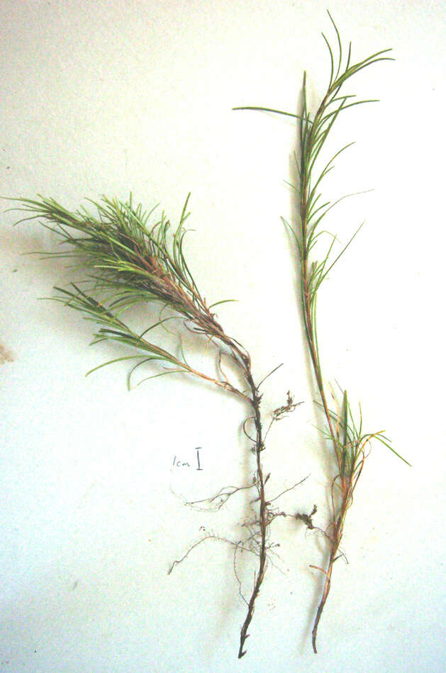 Image of Ficinia ramosissima Kunth