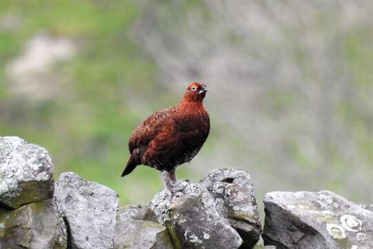 Слика од Lagopus lagopus scotica (Latham 1787)