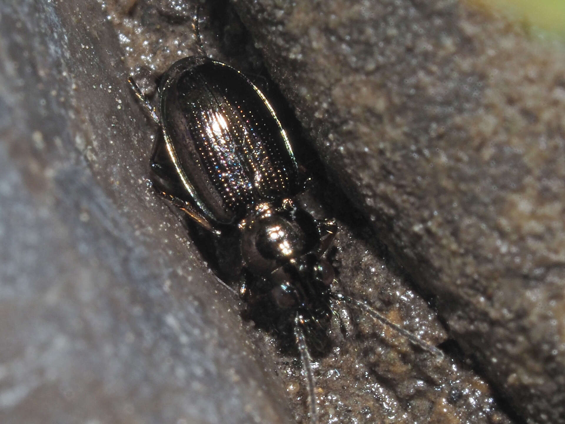 Plancia ëd Bembidion (Metallina) lampros (Herbst 1784)