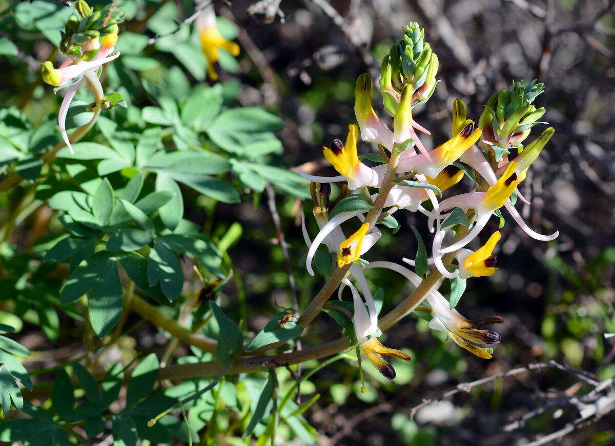 Image of Corydalis schanginii subsp. ainae Ruksans ex Lidén