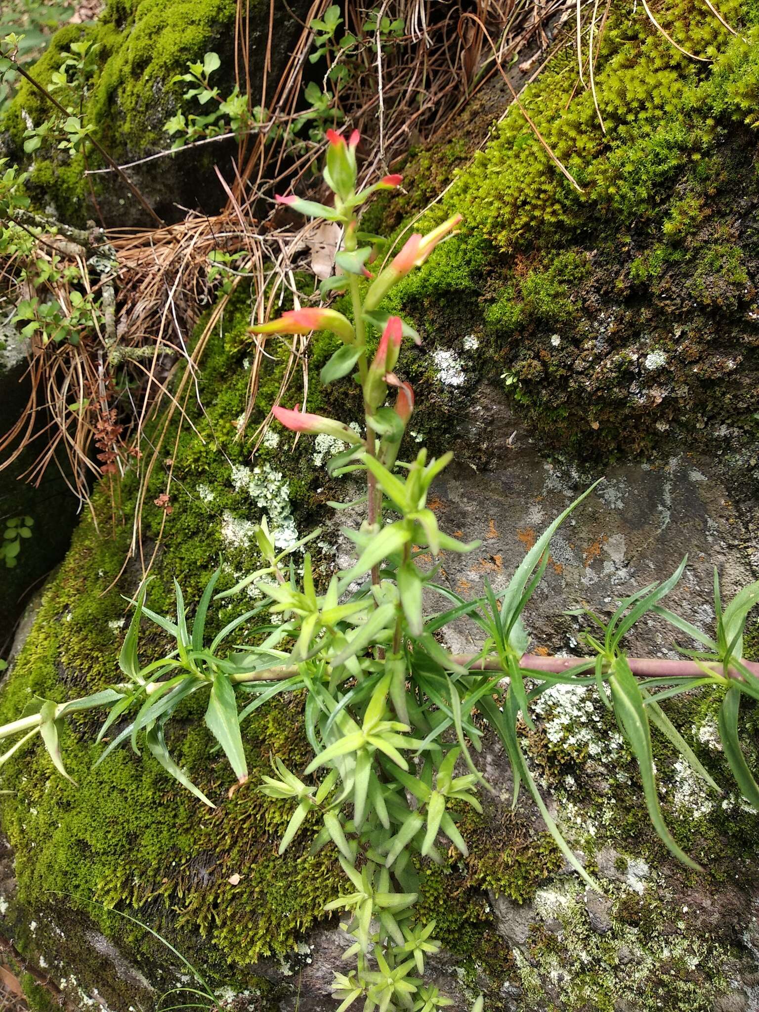 Image of Castilleja tenuiflora var. tancitaroana (G. L. Nesom) J. M. Egger