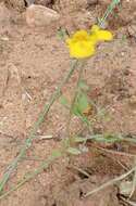 Image of Hemimeris racemosa (Houtt.) Merrill