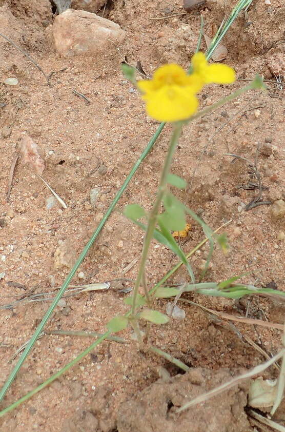 Image of Hemimeris racemosa (Houtt.) Merrill