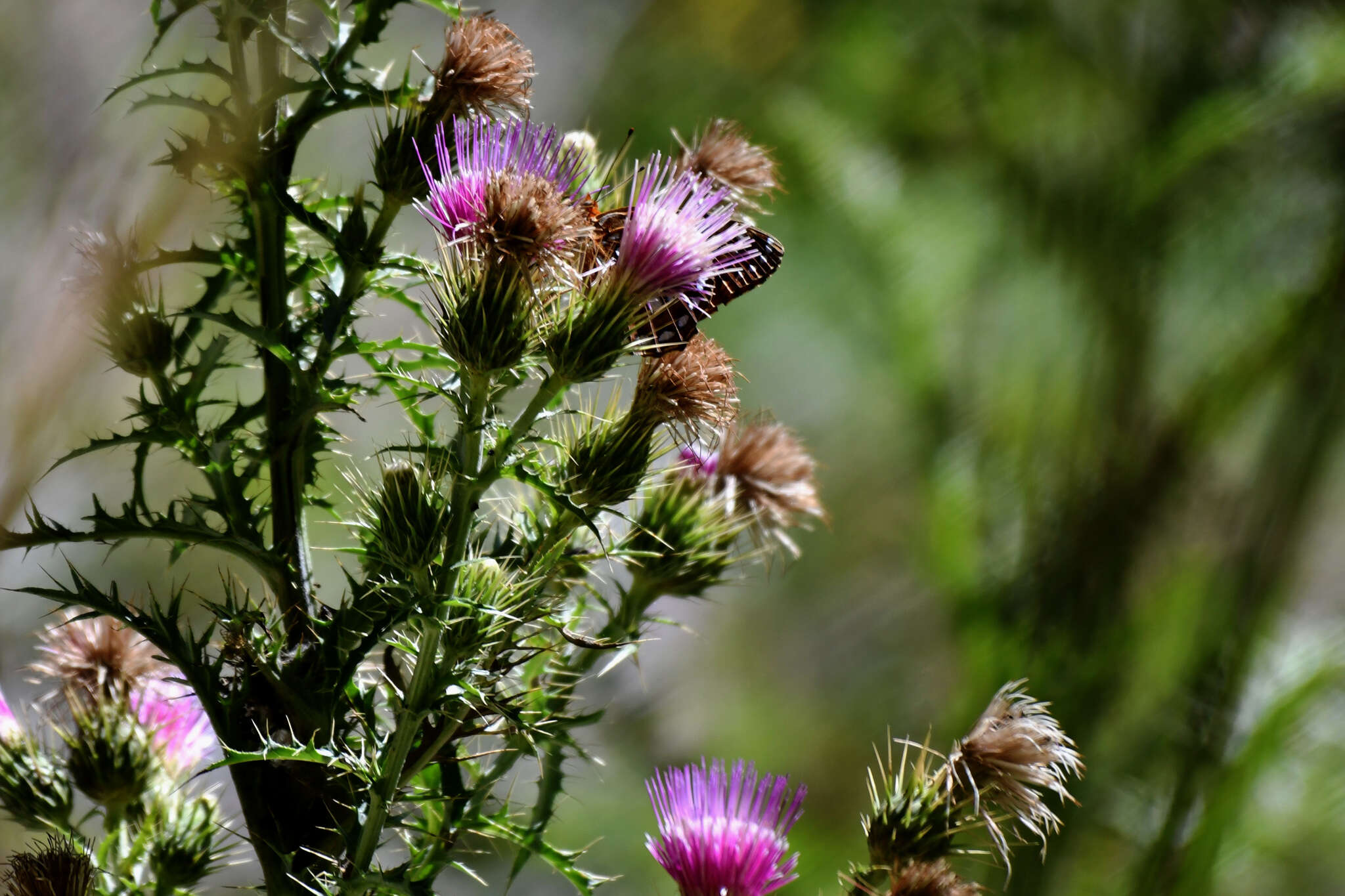 Image of Speyeria coronis carolae Dos Passos & Grey 1942