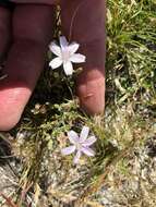 Sivun Stephanomeria exigua subsp. exigua kuva