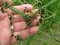 Scirpus microcarpus J. Presl & C. Presl resmi