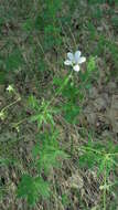 Image of Geranium pseudosibiricum J. Mayer