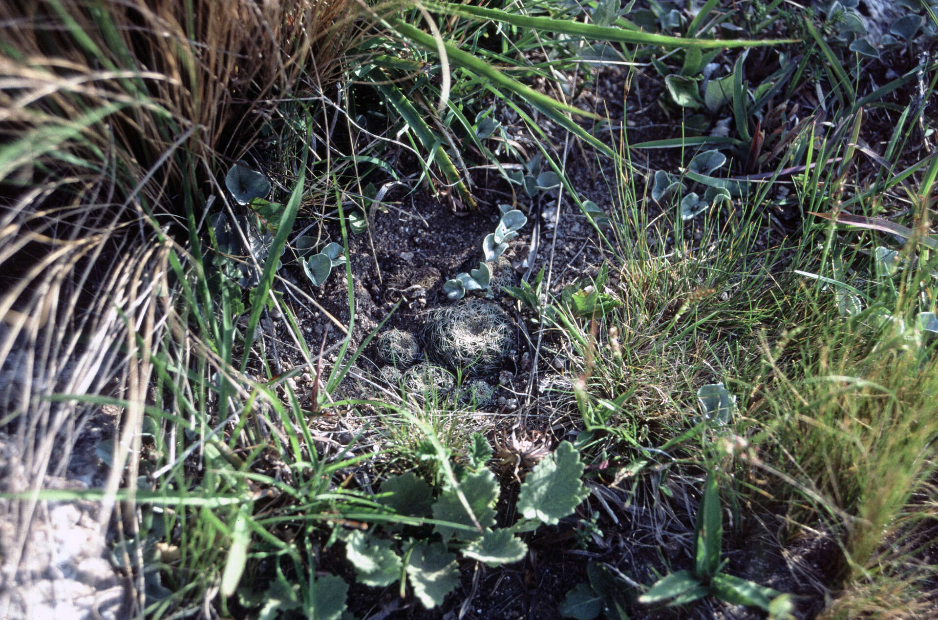 Image of Gymnocalycium bruchii (Speg.) Hosseus