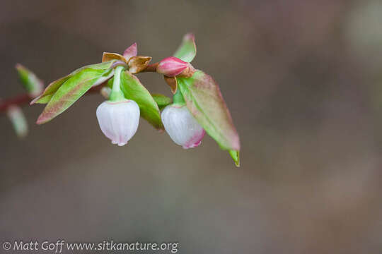 Image of Alaska blueberry