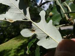 Sivun <i>Aceria quercina</i> kuva