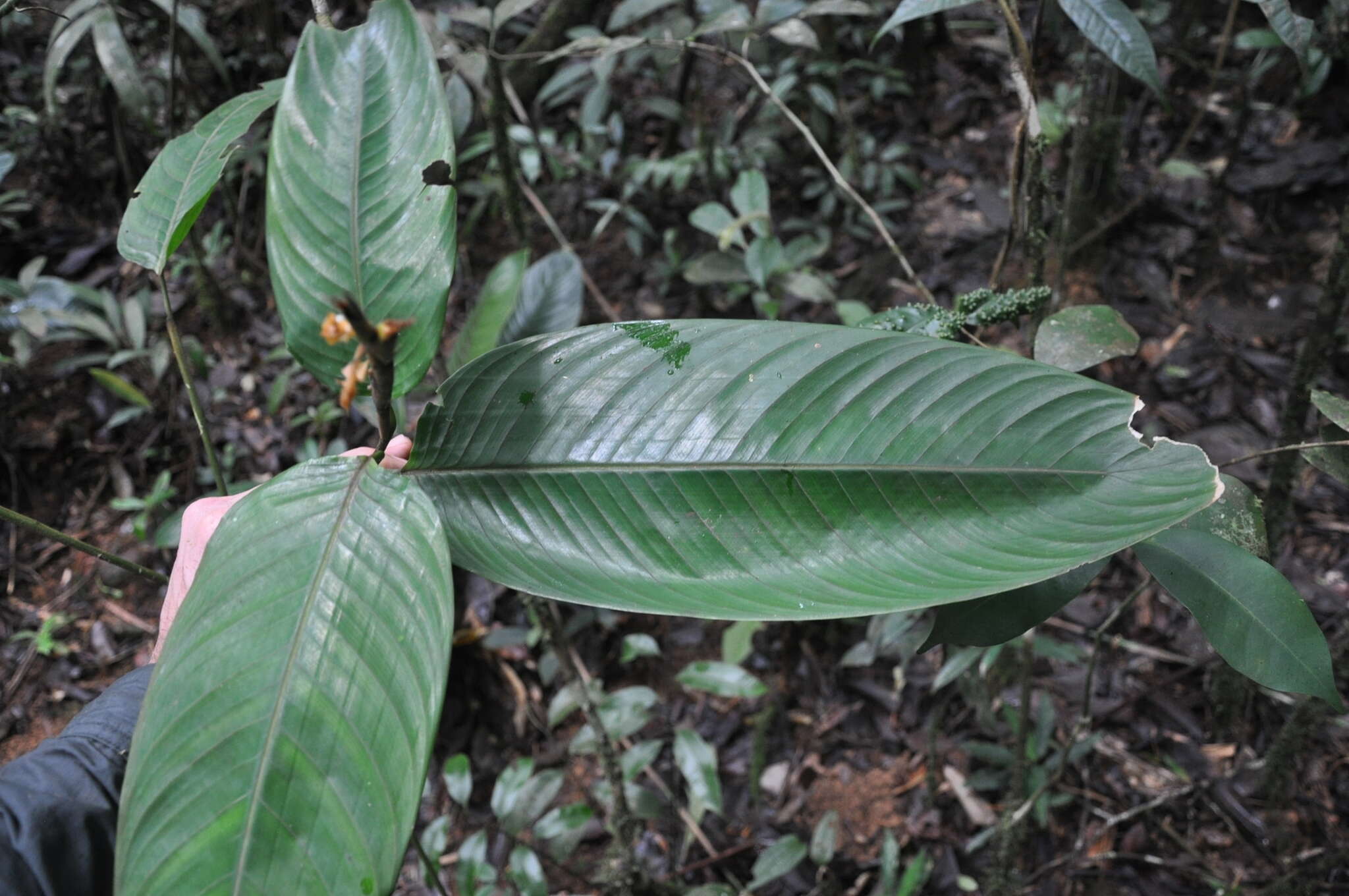 Plancia ëd Ischnosiphon inflatus L. Andersson