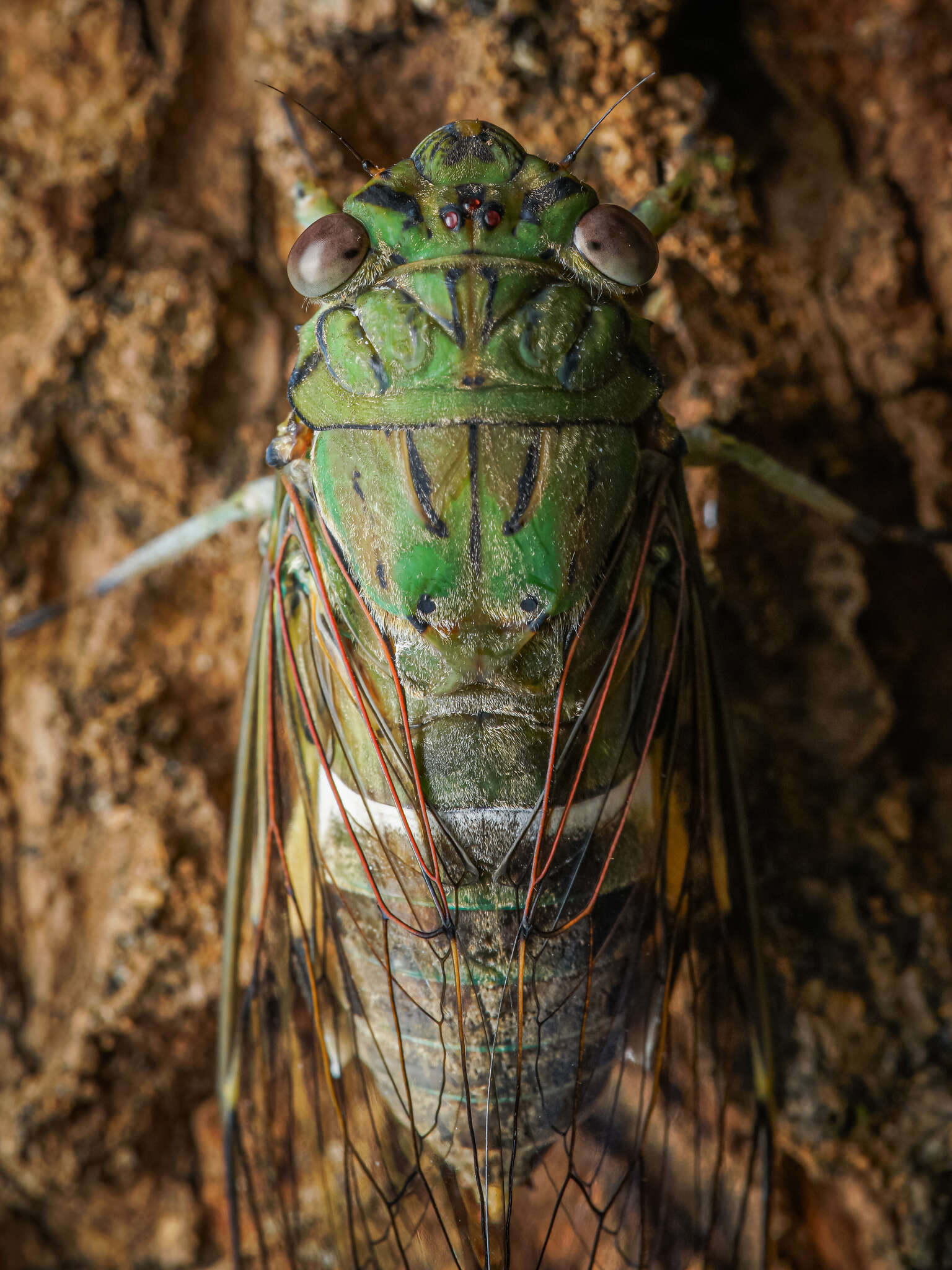 Image de Orientopsaltria fuliginosa (Walker & F. 1850)