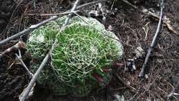 Image de Mammillaria decipiens subsp. albescens (Tiegel) D. R. Hunt