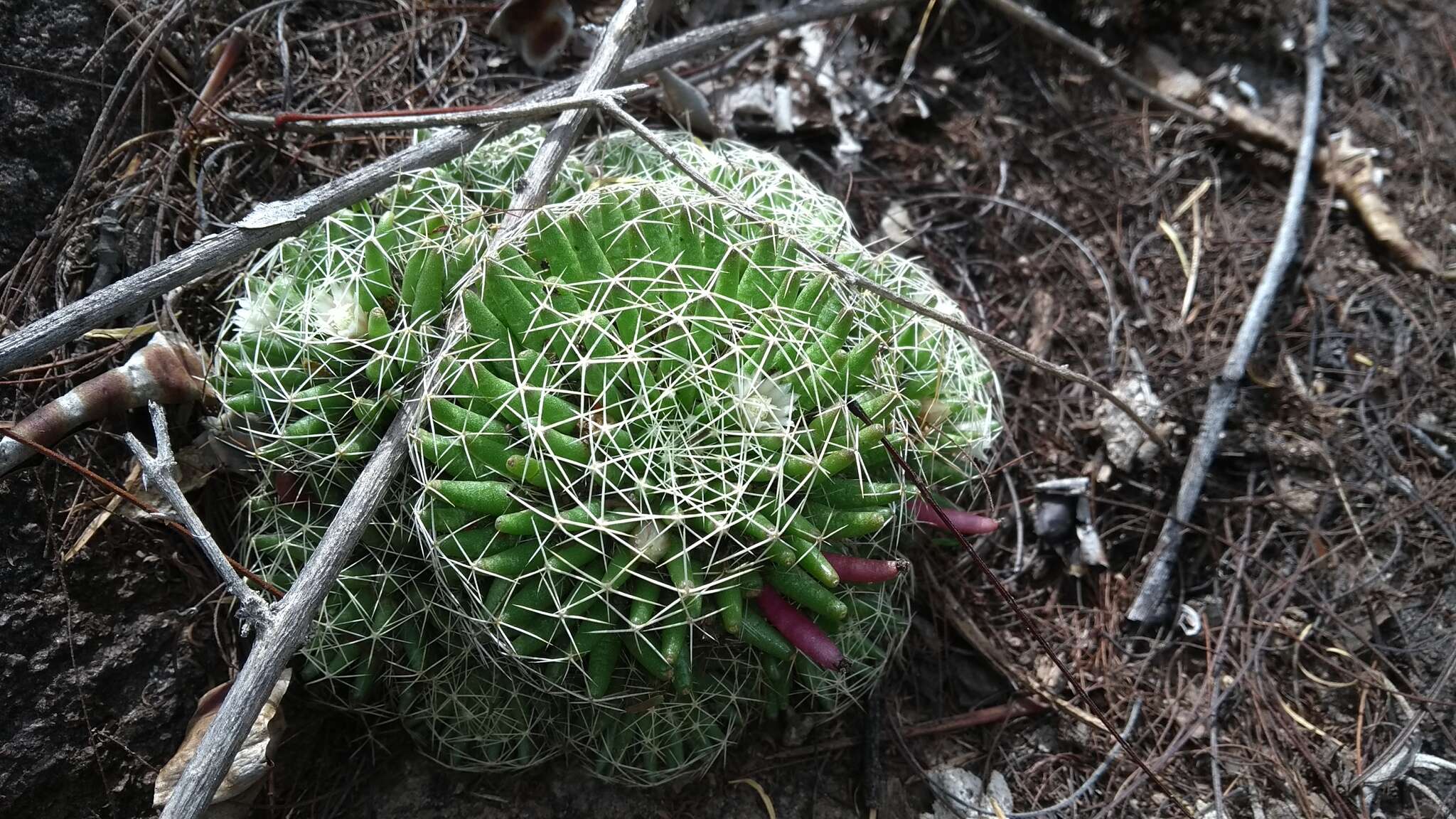 Image de Mammillaria decipiens subsp. albescens (Tiegel) D. R. Hunt