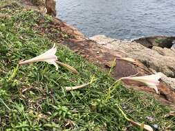 Image of Easter lily