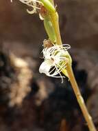 Image of Tassel orchid