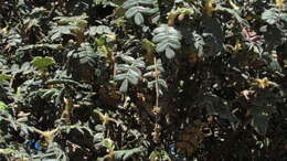 Image of Polylepis quadrijuga Bitter