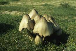 Image of Coprinopsis acuminata (Romagn.) Redhead, Vilgalys & Moncalvo 2001