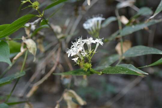 Plancia ëd Bouvardia quinquenervata Standl.