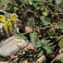 Scutellaria comosa Juz. resmi