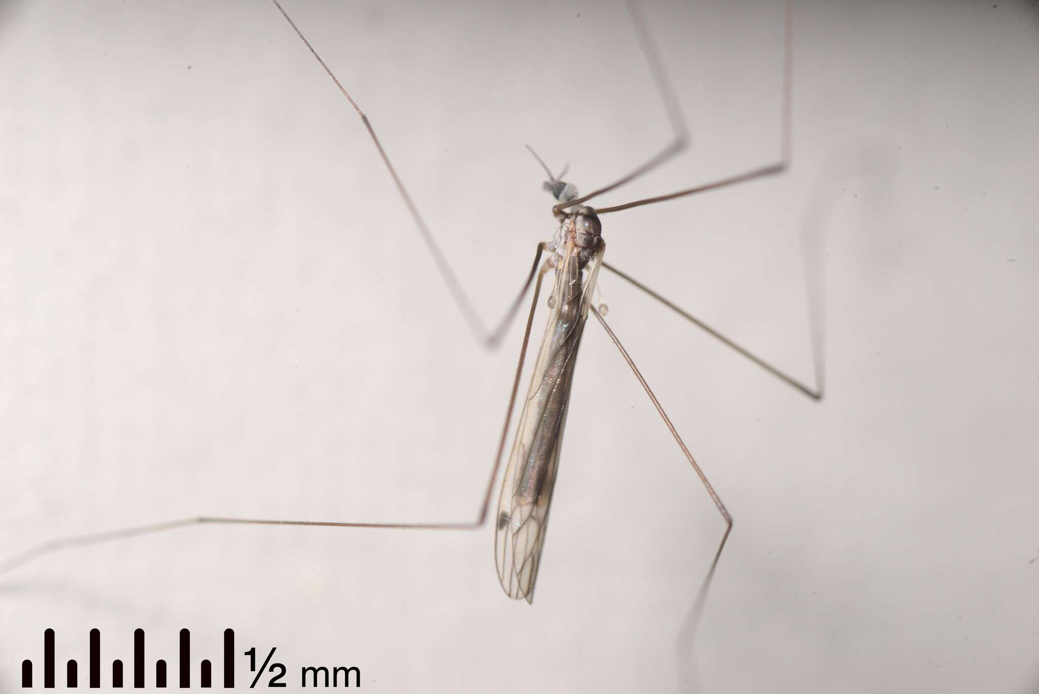 Image of Dicranomyia (Dicranomyia) aegrotans Edwards 1923