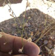 Image of San Jacinto buckwheat