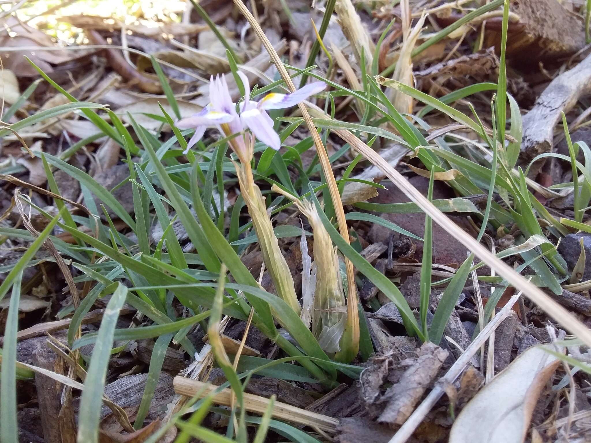 Image of Moraea setifolia (L. fil.) Druce