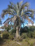 Image of Butia odorata (Barb. Rodr.) Noblick