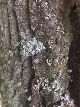 Image of Ramalina baltica Lettau