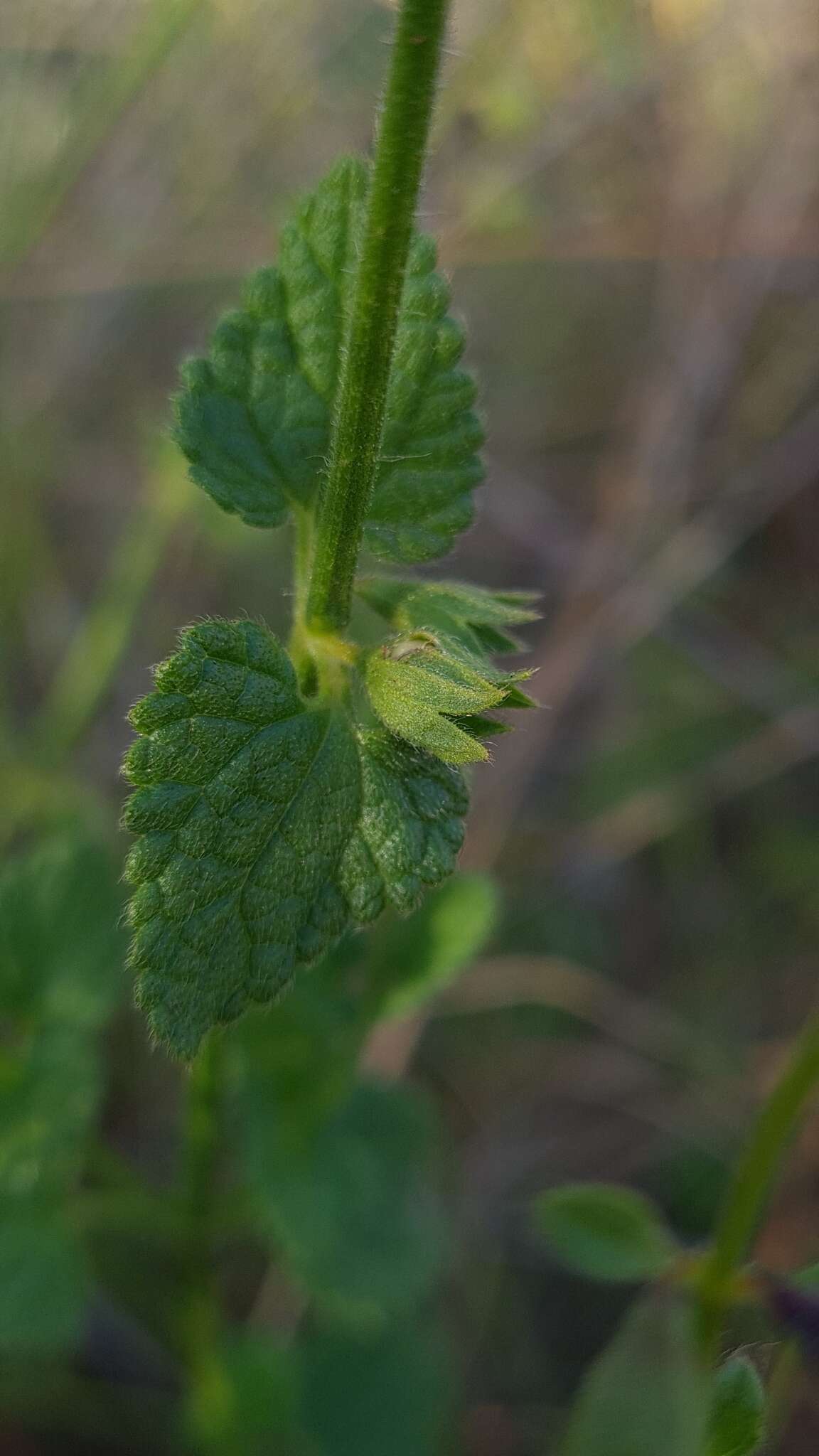 Imagem de Stachys natalensis Hochst.