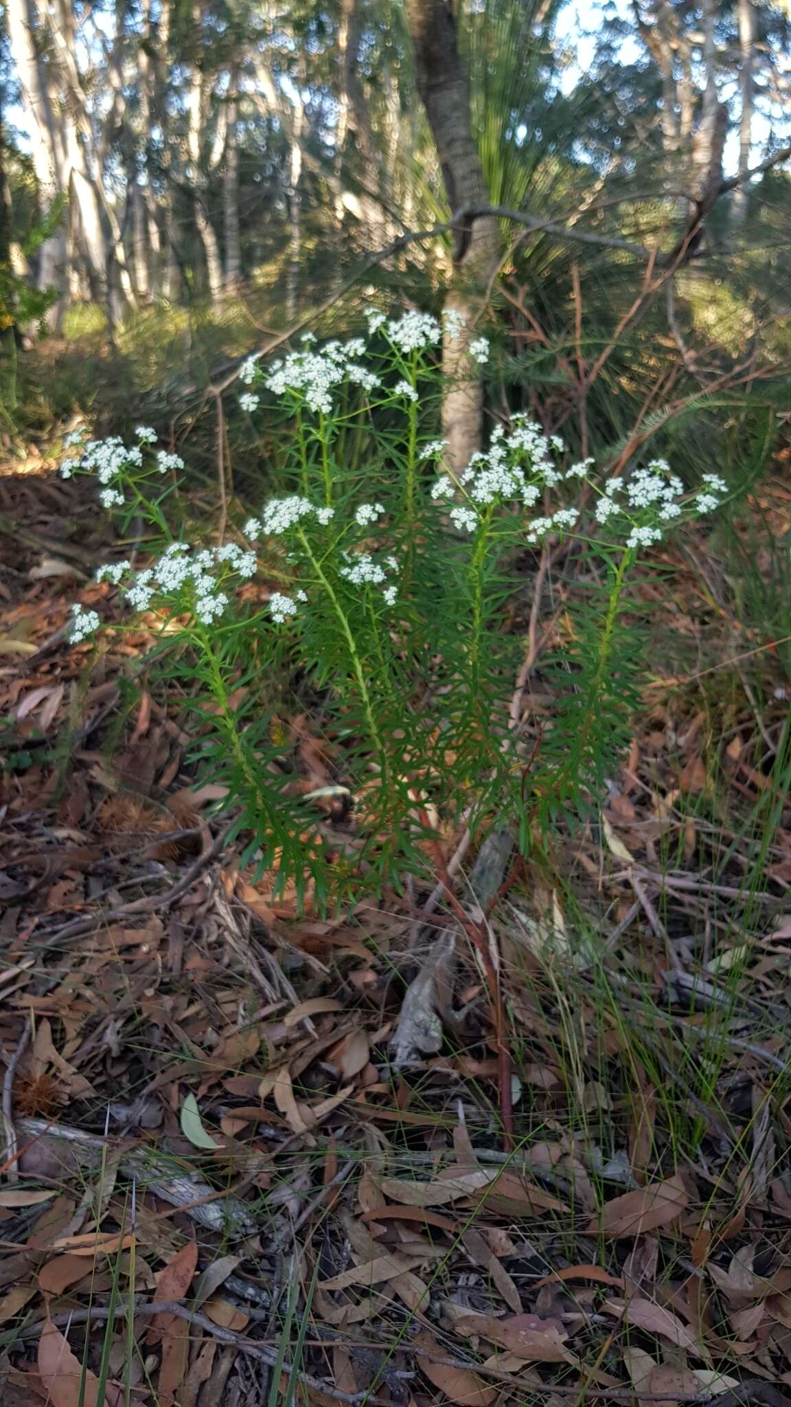 Image of Poranthera corymbosa Brongn.