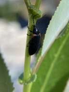 Image of Macropogon testaceipennis Motschulsky 1859