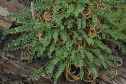 Image of Astragalus polygala