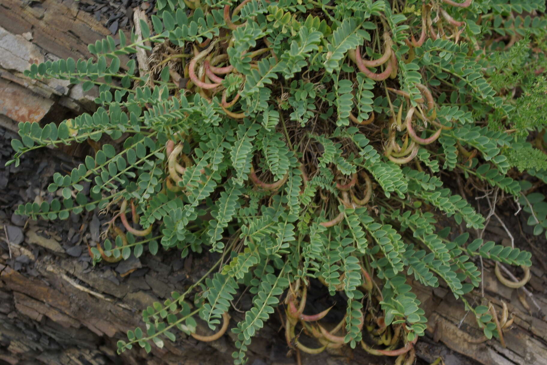 Image of Astragalus polygala