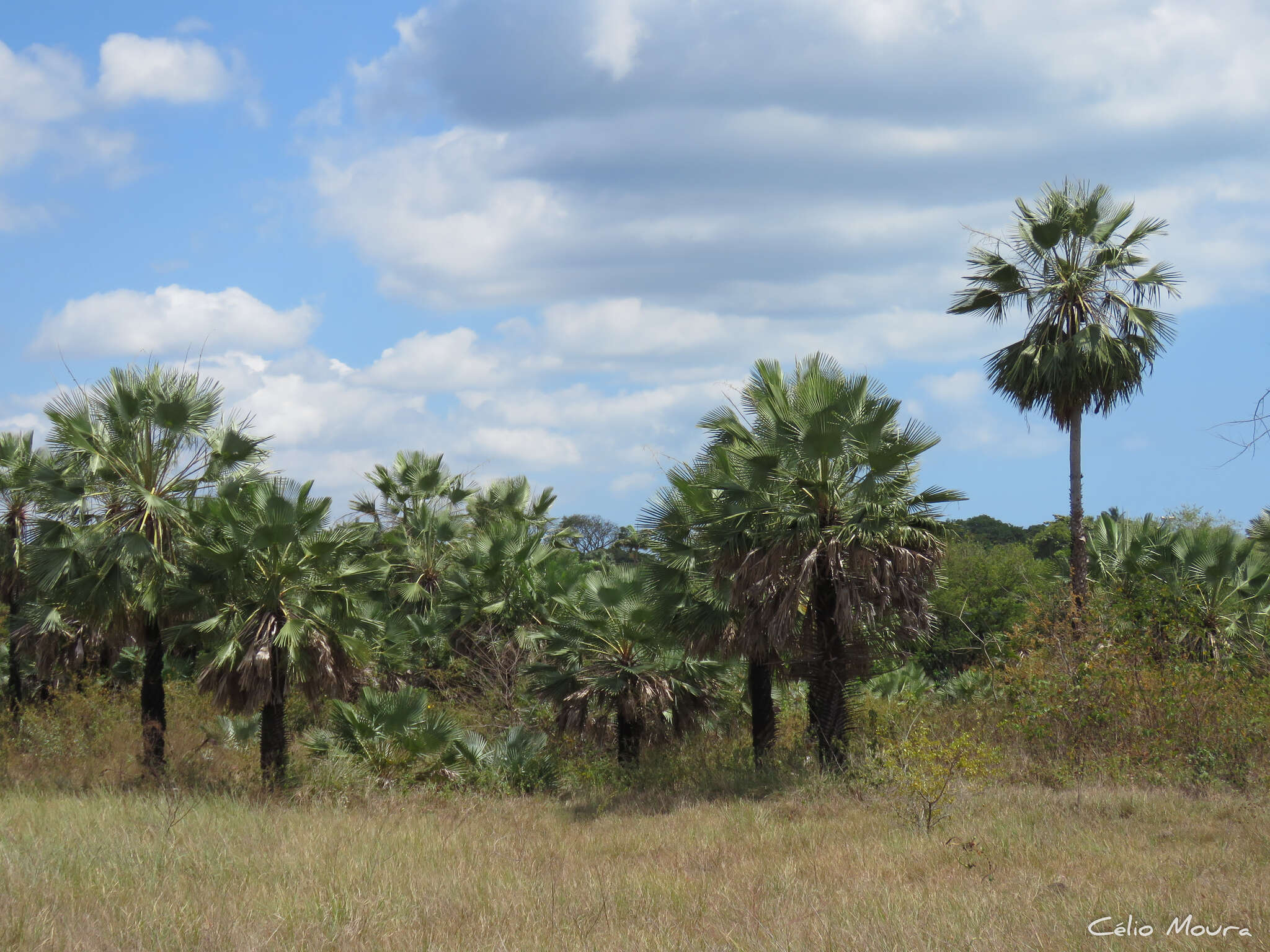 Image of Carnauba palm